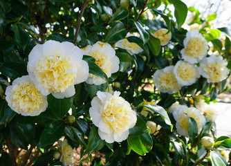 Obraz na płótnie Canvas Incredible beautiful white camellia - Camellia japonica Nobilissima in bloom.