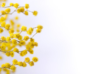 Flowers of yellow mimosa on a white isolated background. Stems with mimosa flowers on a white background.