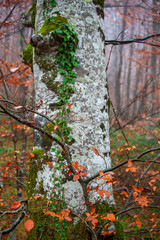 プリトヴィツェ湖群国立公園