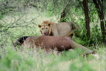 Portrait lion in Tarangire