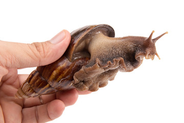 Snail with hand isolated on white background