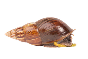 Snail (Amphidromus)
