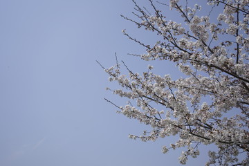 桜