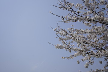 桜