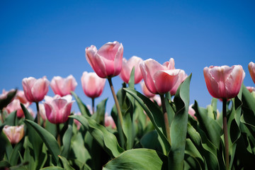 鴻巣のチューリップ