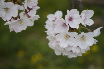 桜