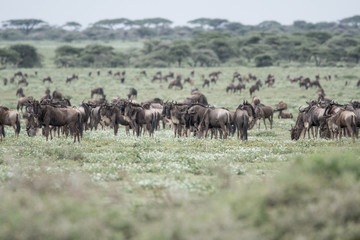 Naklejka na ściany i meble Landscape with Big Migration in Ngorongoro
