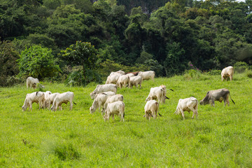 Fototapeta na wymiar Fazenda com gado Nelore no pasto com grama verde