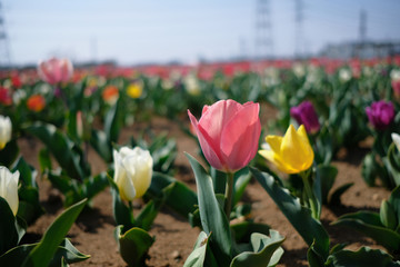 鴻巣のチューリップ