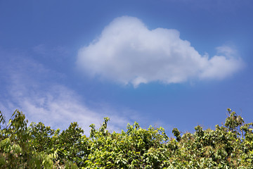 Green tree top line over blue sky and clouds background