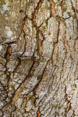 Close up detail of cracked tree trunk bark, as a nature background