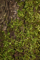 Close up detail of cracked tree trunk bark and bright green moss, as a nature background