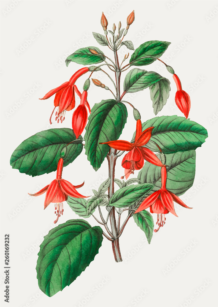 Poster Fuchsia flower