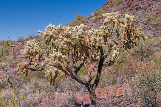 Cholla Cactus Bearing Fruit in the Spring
