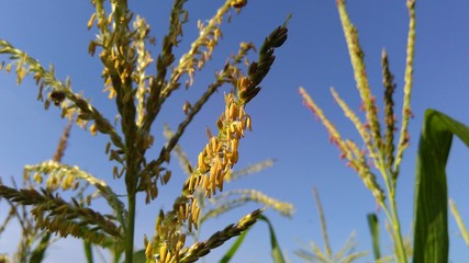 corn in the field-male flower of corn