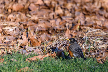 Beginning of spring, American Robin feeding on a green lawn with pile of remaining dead fall leaves in background