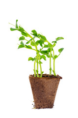 Young shoots of green pea sprouts in peat pot.