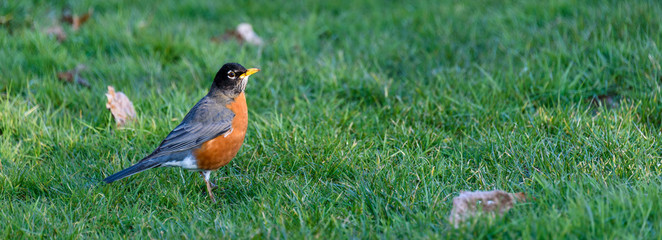 Spring panorama, American Robin feeding in a lush green lawn with some remaining fall leaves