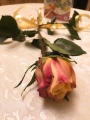 Rose on the table