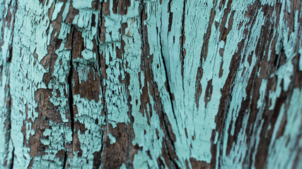 Bark abstract background
