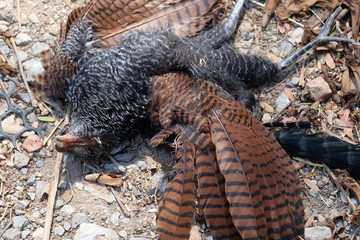 Dead birds on the ground