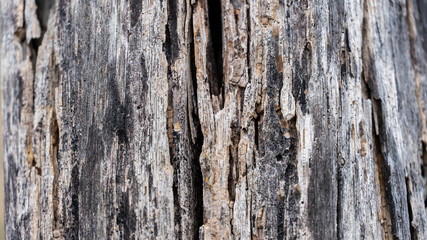 Bark abstract background