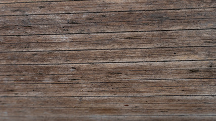 Fototapeta premium Bark abstract background