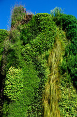 Living Wall is both a carbon dioxide sink and noise absorber,  London Tube Station, North London 