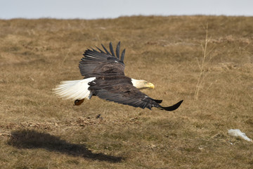 Bald eagle soaring over a grassy hill