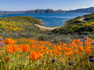 Close up shot of poppy flower blossom at Diamond Valley Lake