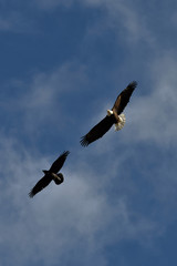 A bald eagle and a raven fly through a blue Alaska sky