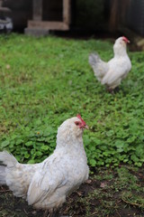 gallina