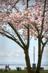 Garry Point Cherry Blossoms. Cherry Blossom Festival in Richmond BC on a sunny day.