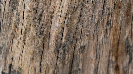 Bark abstract background