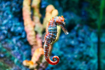 Dieses einzigartige Bild einer sehr seltenen Seepferdchen Schwimmen in einem Sea life aquarium in Bangkok Thailand