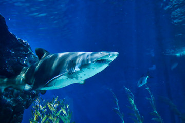 Dieses einzigartige Bild zeigt einen großen Hai! Dieses wunderbare Tier Foto wurde im Sea Life in Bangkok Thailand genommen