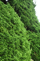 Fototapeta premium green pine tree in nature