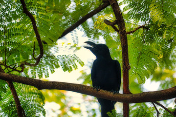 Dieses einzigartige Bild zeigt einen schönen schwarzen Raben. Dieses tolle Vogelfoto wurde im Lumpini Park in Bangkok aufgenommen.