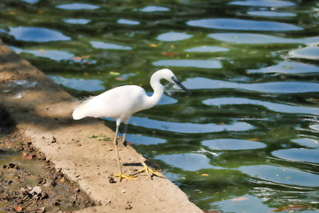 Dieses einzigartige Bild zeigt einen schönen weißen Reiher am Rand des Sees, der im Lumpini Park in Bangkok nach Fischen jagt