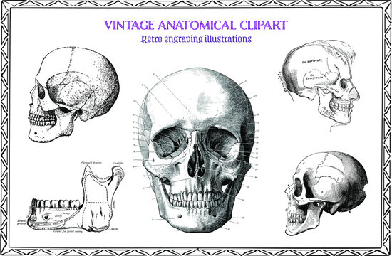 Engraving Set of Vintage Human Anatomy illustrations