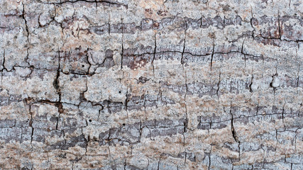Bark abstract background