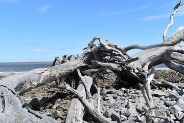 driftwood