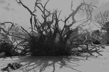 eerie driftwood