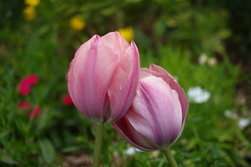 Tulip in Japan