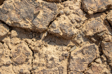 Fototapeta na wymiar Land with dry and cracked ground