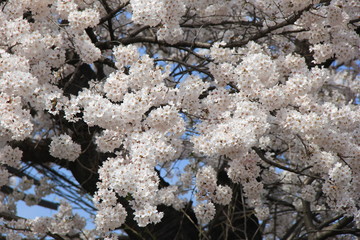 春の風景/満開のソメイヨシノ(宮城県)