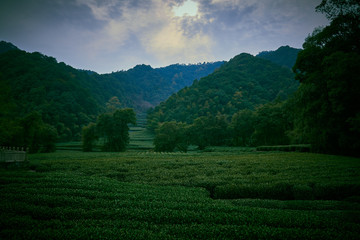 Fototapeta na wymiar Meijiawu Tea Garden, Hangzhou, China