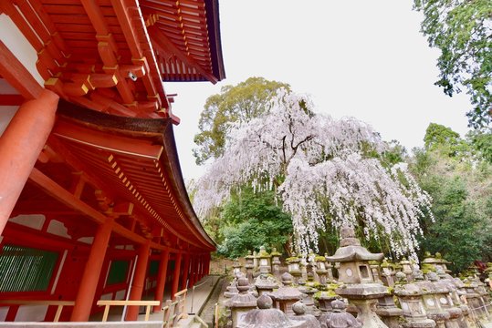 奈良公園と春日大社の鹿と桜