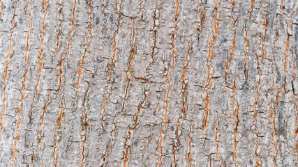 Bark abstract background