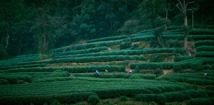 Meijiawu Tea Garden, Hangzhou, China